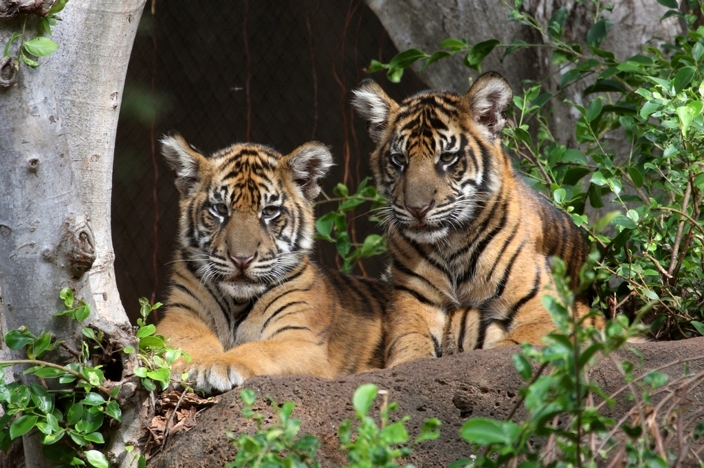 Malosi And Keahi