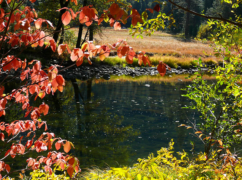Fall color near Valley View, Yosemite