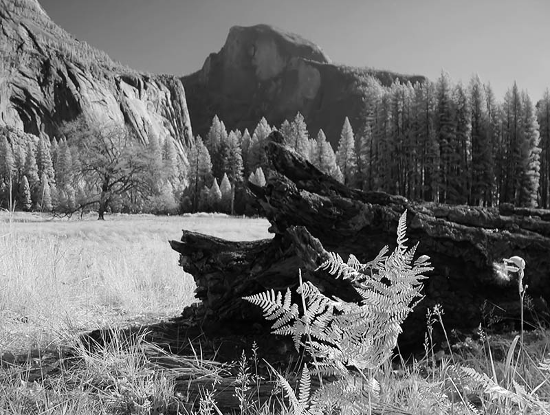 Half Dome (infrared) from Cooks Meadow