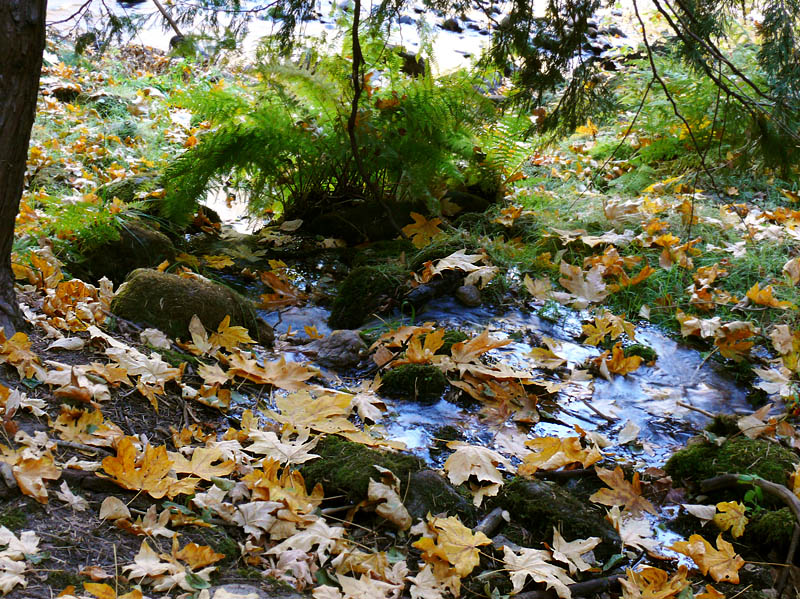 At Fern Spring