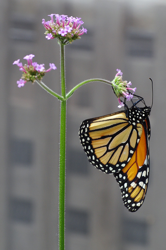 reduced crop K7_P1327.jpg
