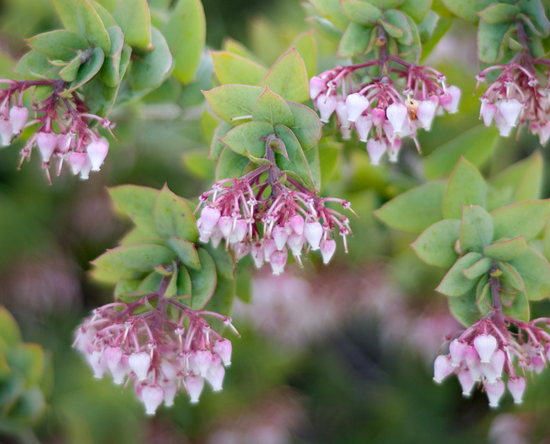 Manzanita