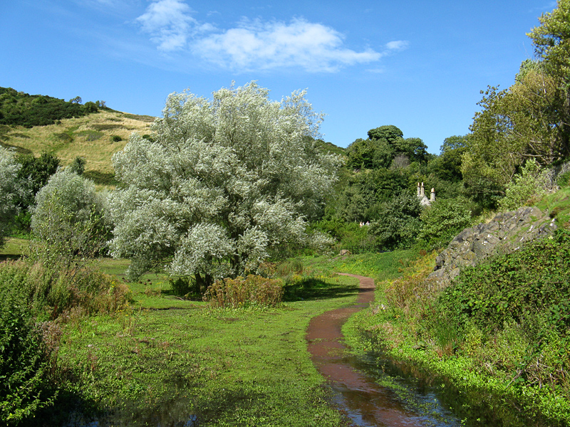 Duddingston Loch side