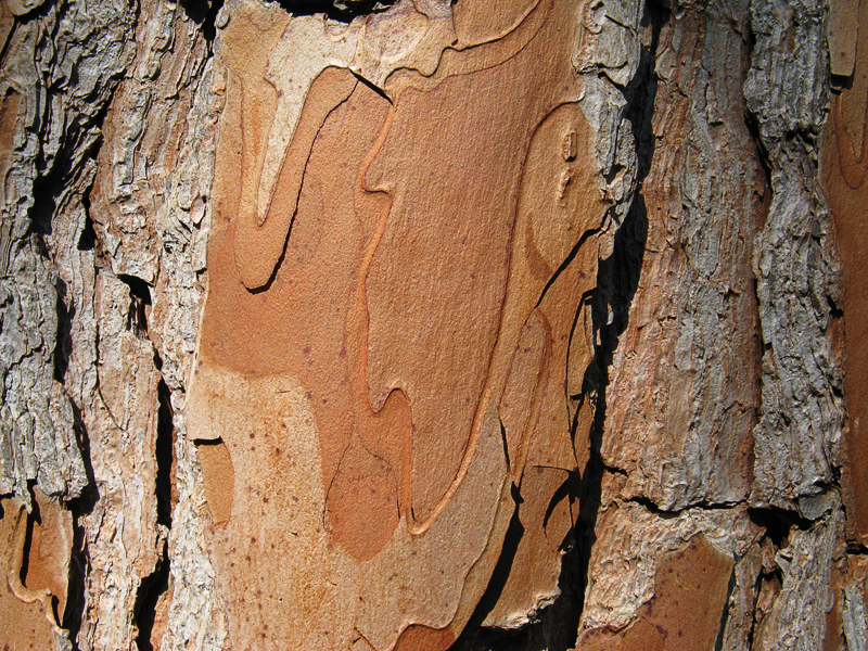 Tree bark