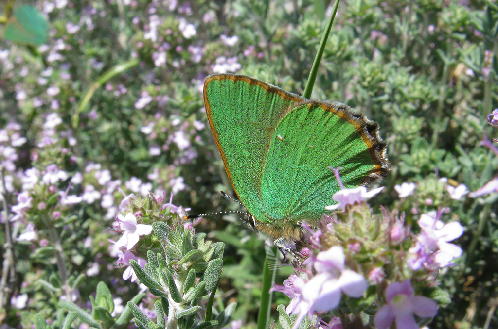 Green Hairstreak