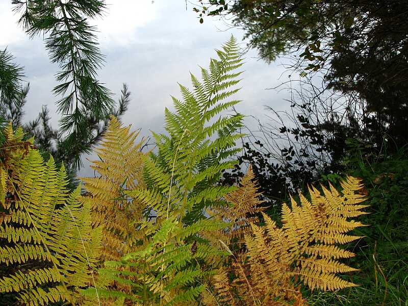 Reflection of the sky in the water behind the ferns.