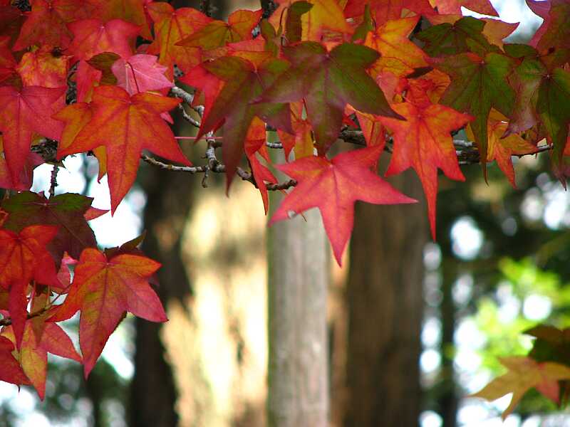 Again a pretty maple