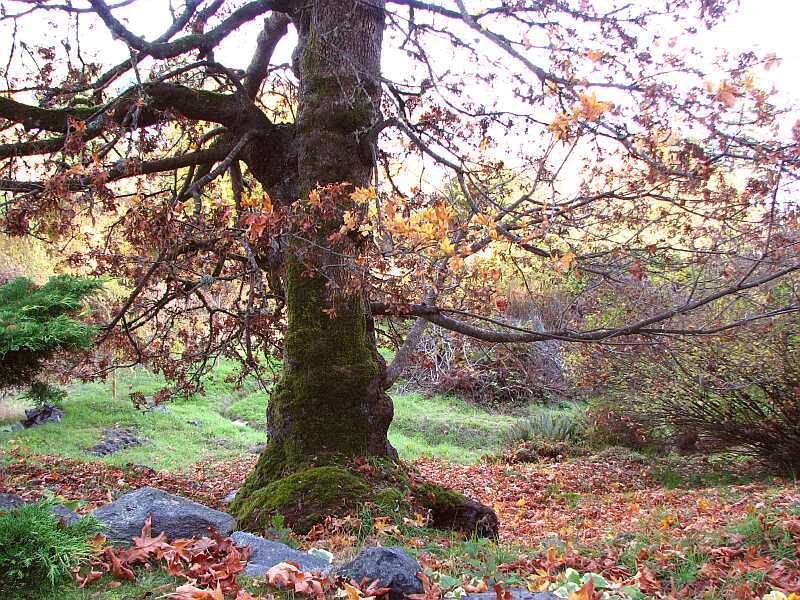 Magnificient old maple.