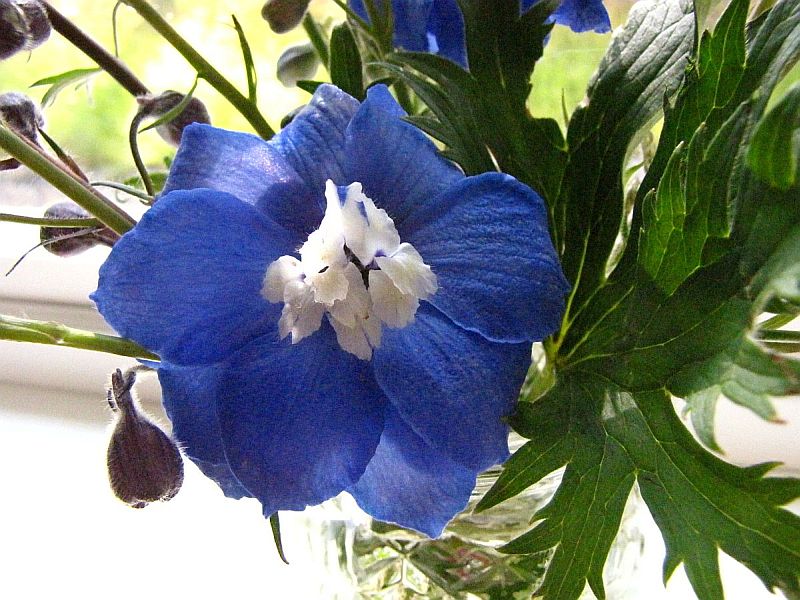 Jo's Blue Delphinium.  Single blossom.