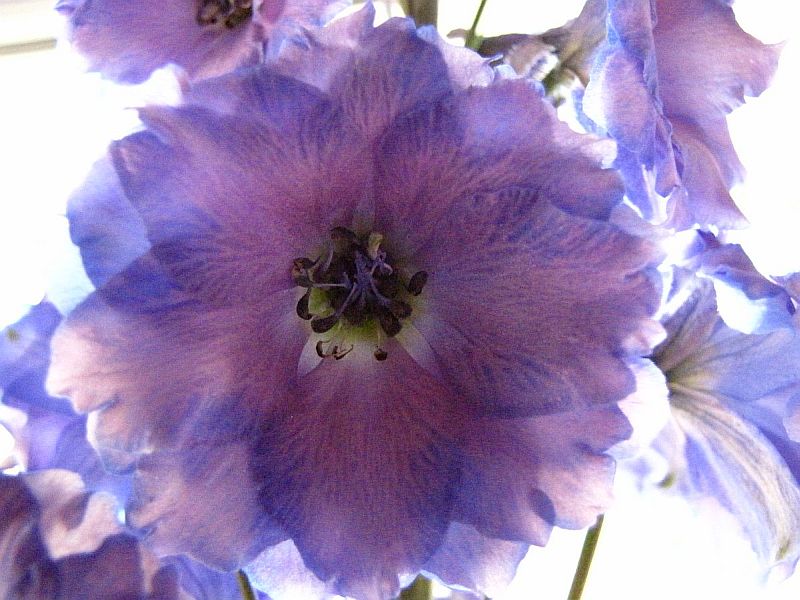 My favorite color of Jo's  Delphiniums.  Shot blue/pink