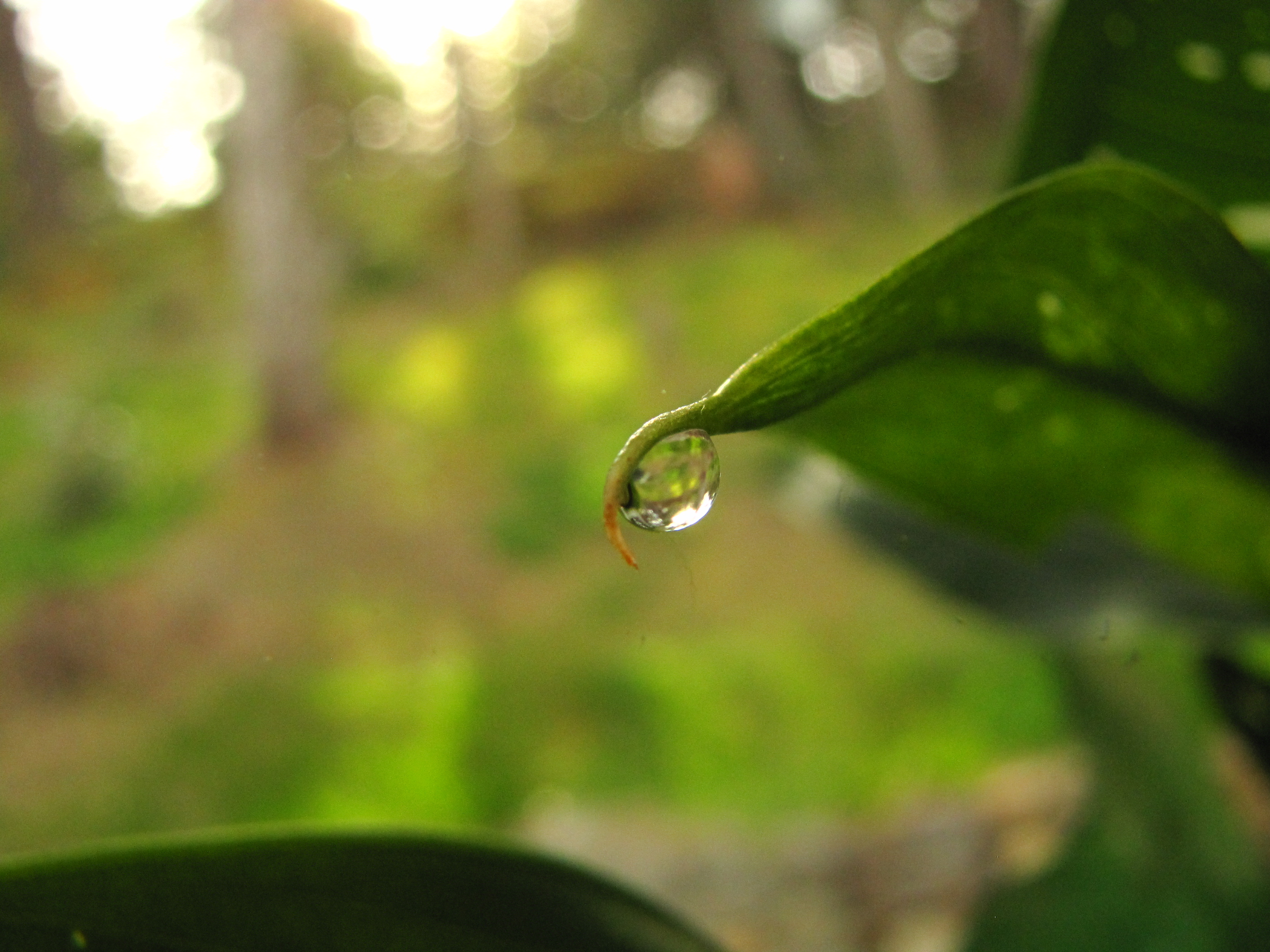 Calla lily drop.