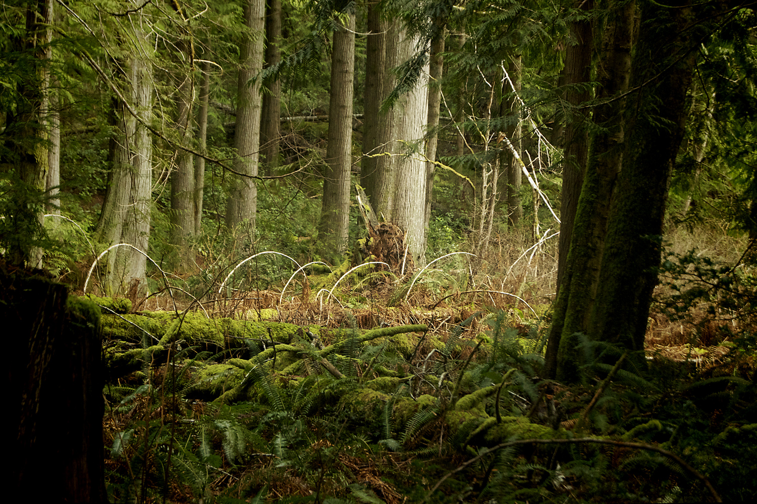 MANY FALLEN MOSSY TREES ON THE FOREST FLOOR