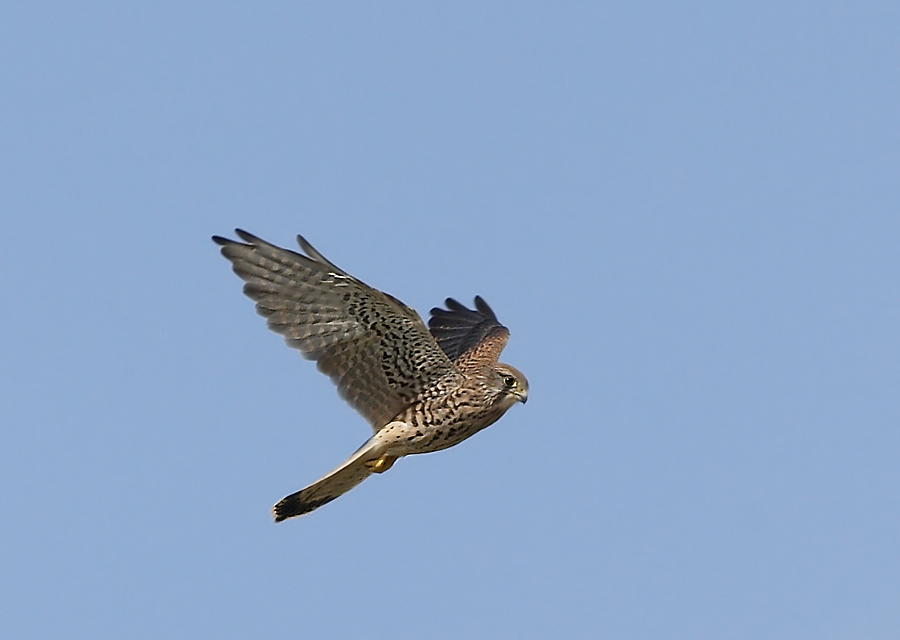Torenvalk - Common Kestrel