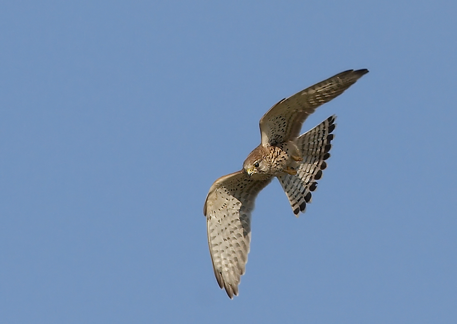 Torenvalk - Common Kestrel