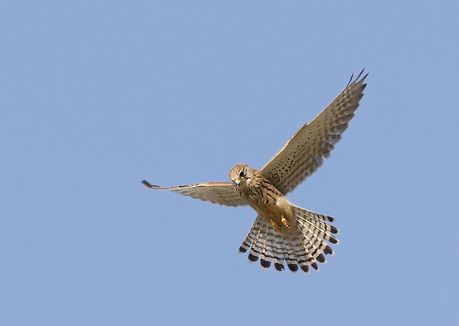 Torenvalk - Common Kestrel