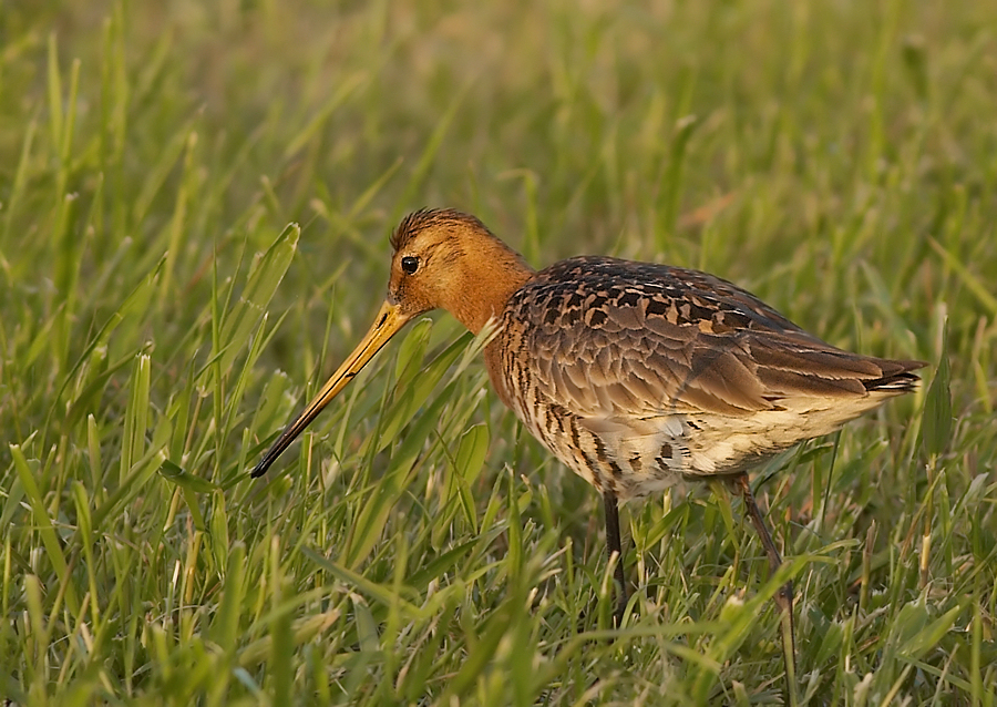 Grutto - Blacktailed Godwit