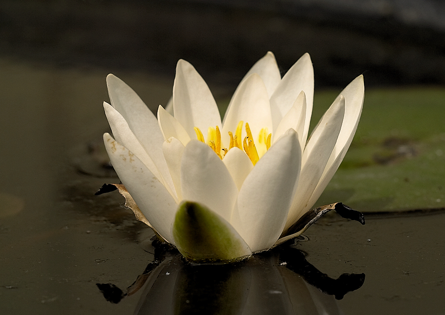 Nymphaea Hermine