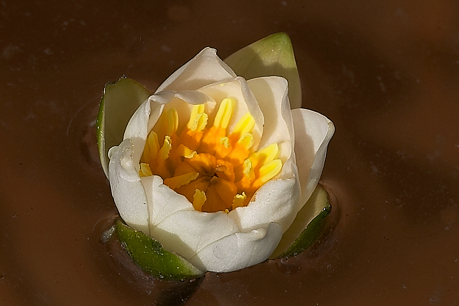 Nymphaea Pygmaea alba