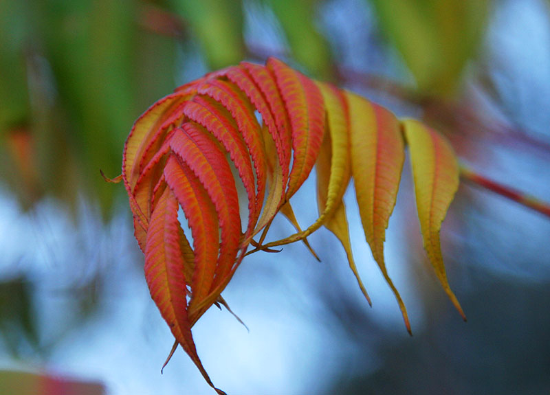 November 17: Red, green and blue