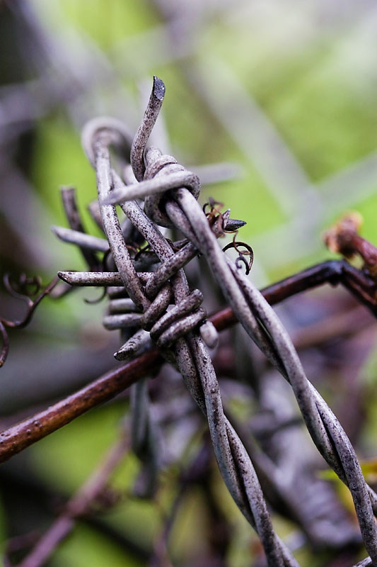 Barbed wire 2