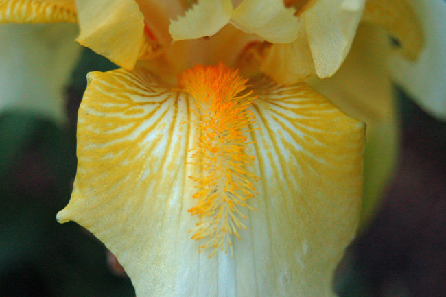 Yellow Bearded Iris