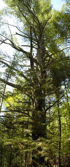Climbing Tree