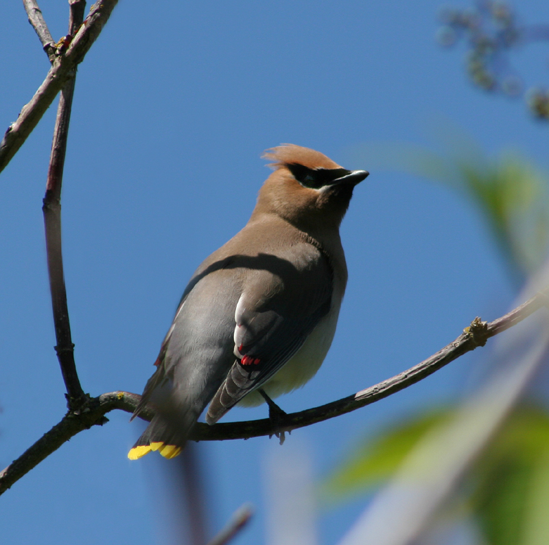 Cedar Waxwing