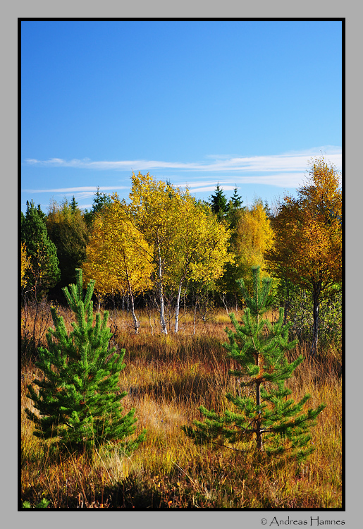   Autumn colours