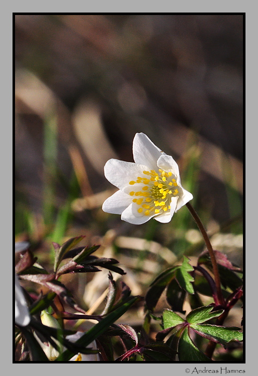 White anemone