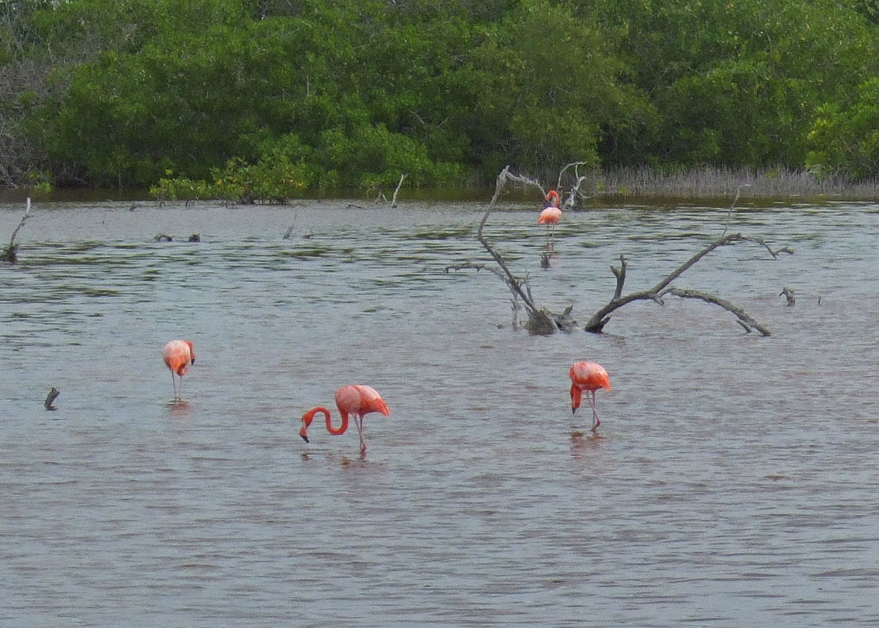 Flamingos east of Progreso