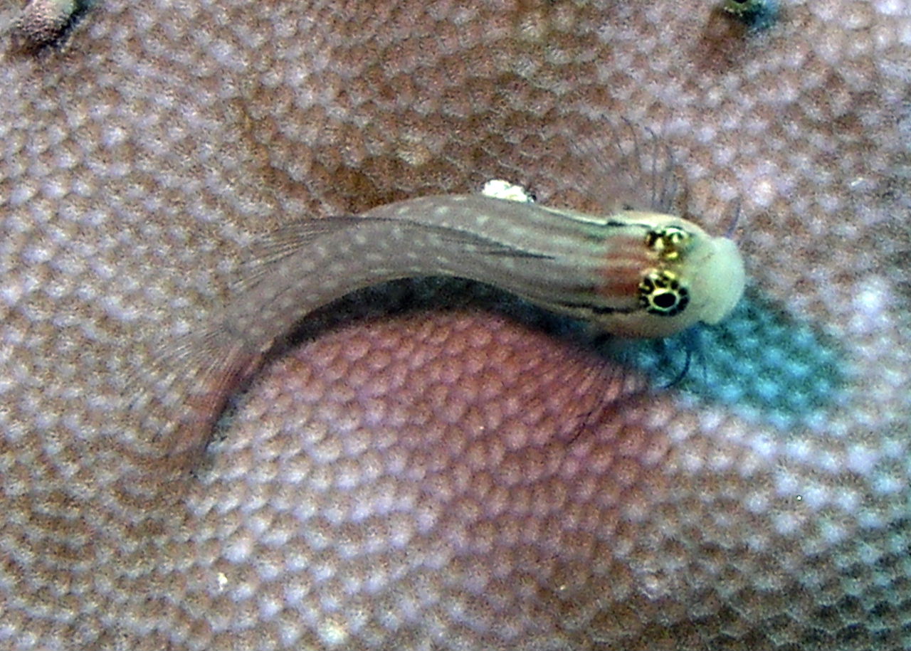 Dentex Blenny