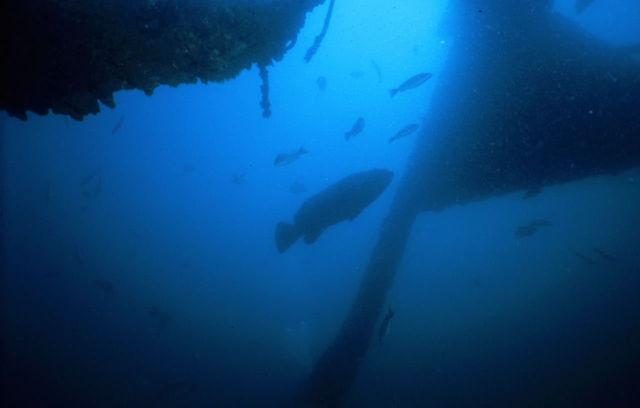 Goliath Grouper (scanned slide)