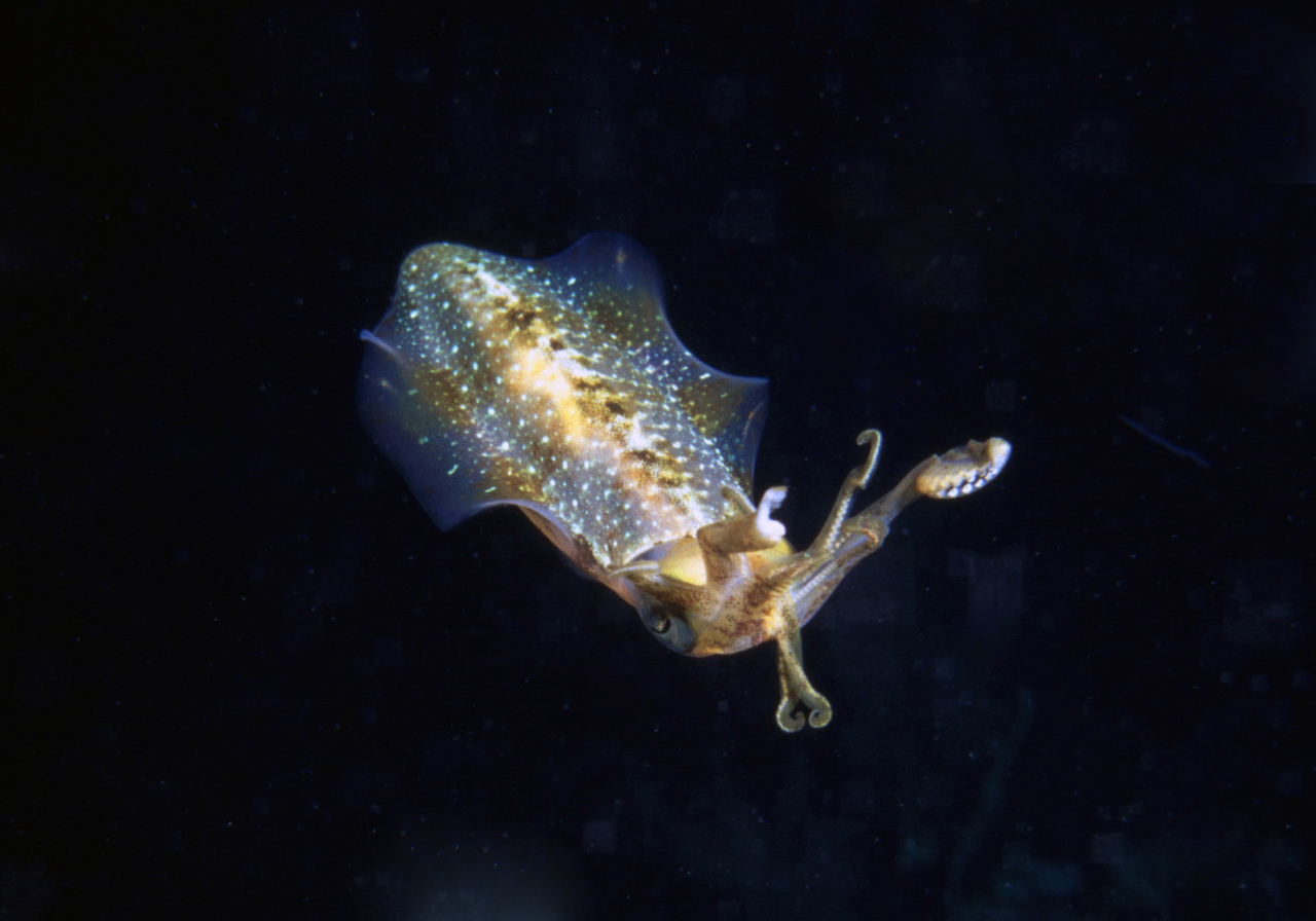 Reef Squid