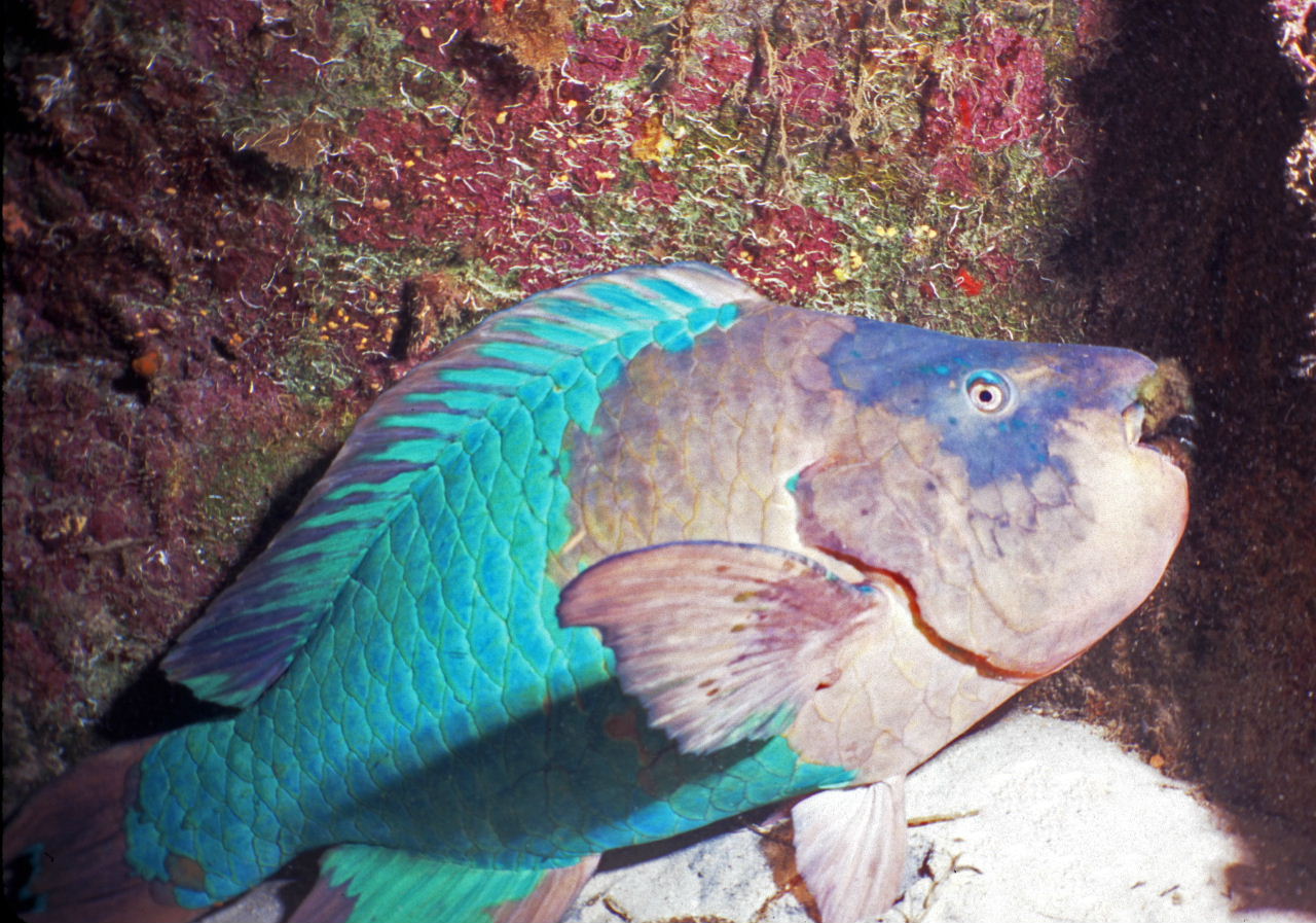 Parrotfish