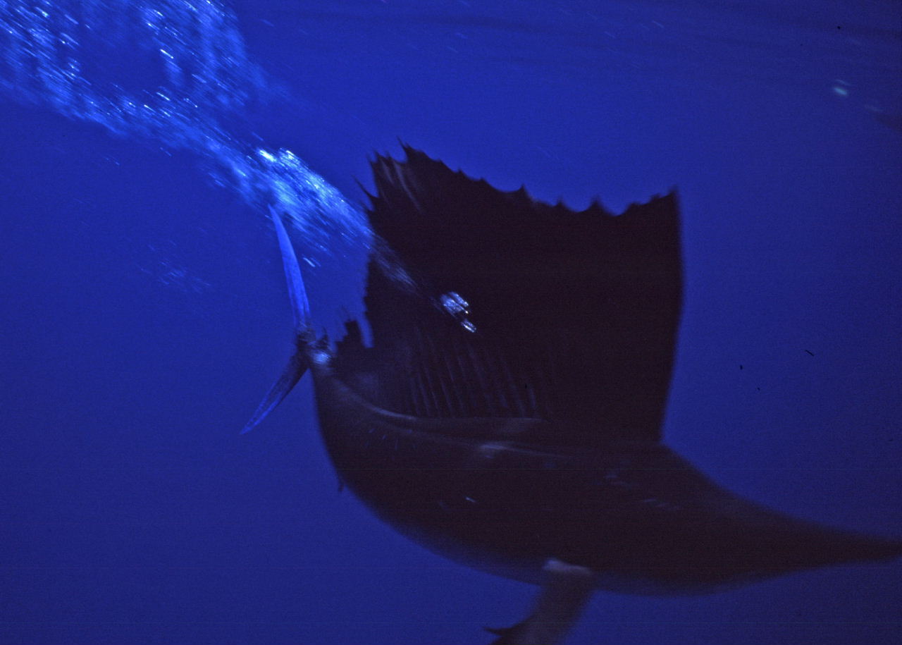 Sailfish as it misses me by inches--phew!