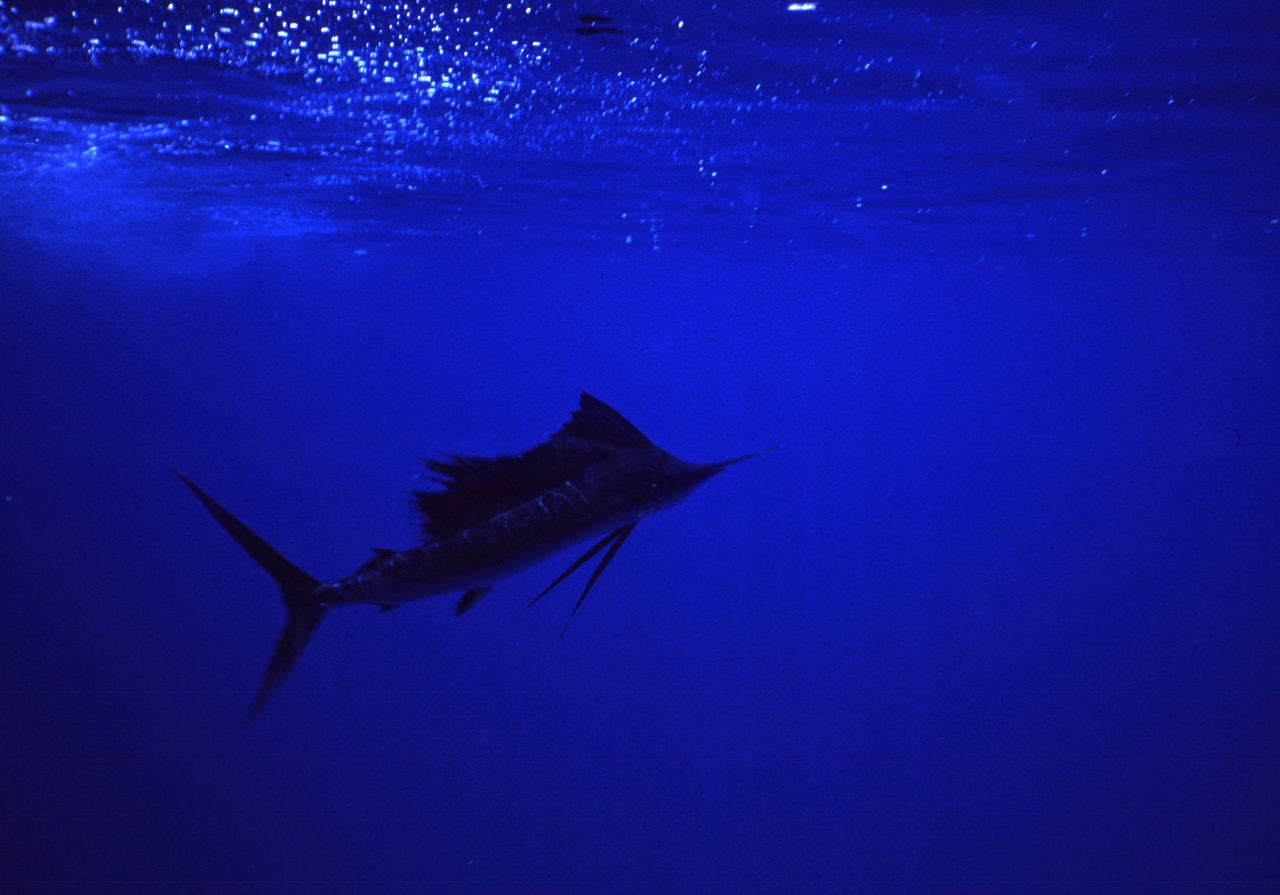 The sailfish as it circles me