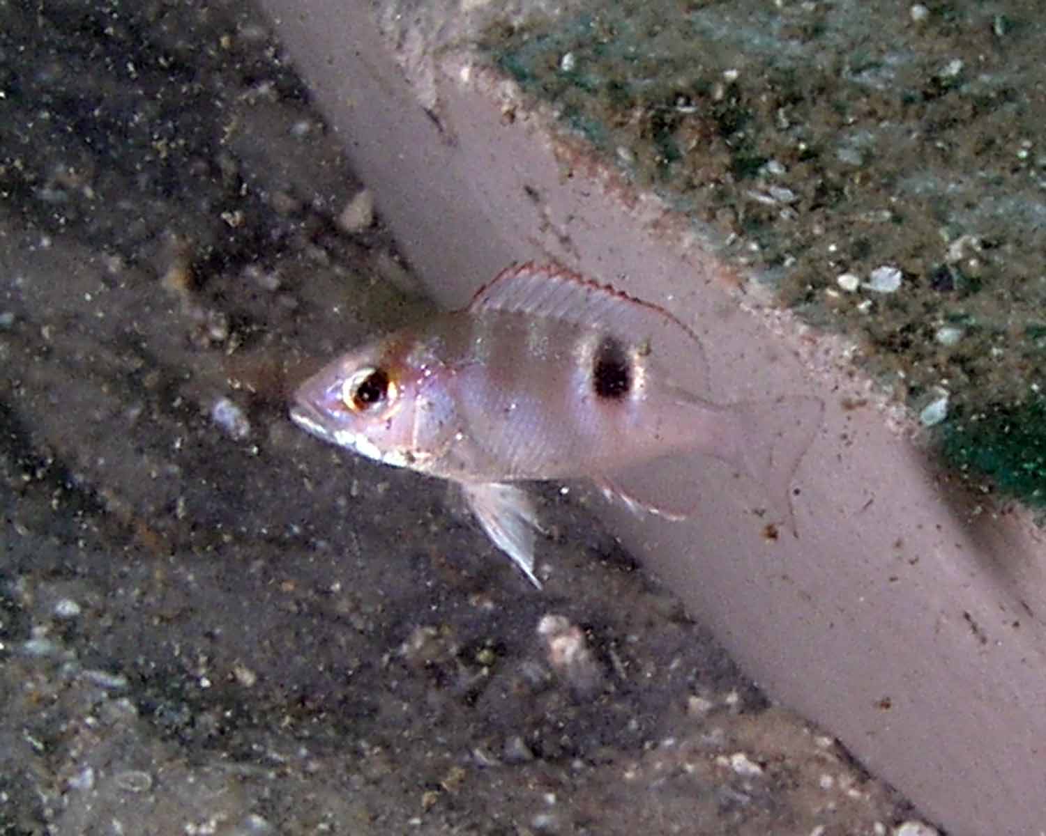 Juvenile Red Snapper