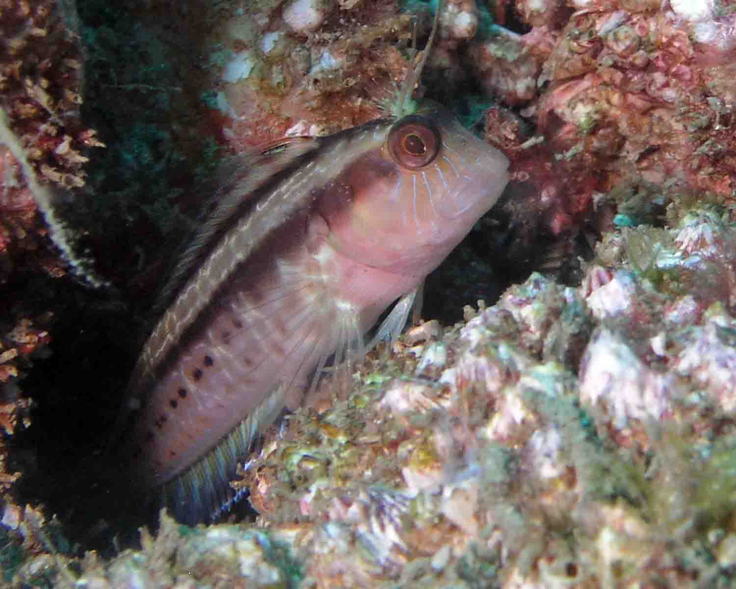 P5110048 Seaweed Blenny