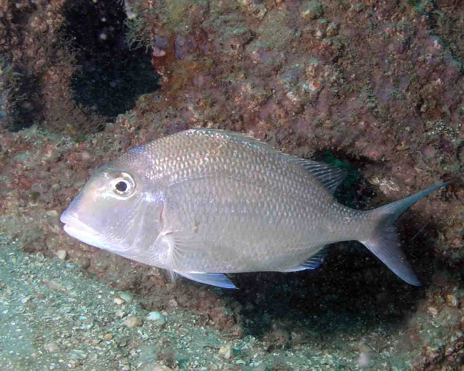 P5110108 Sheepshead Porgy