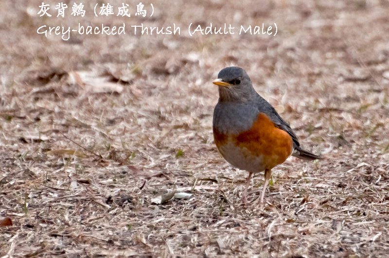 ǭI  Grey-backed Thrush