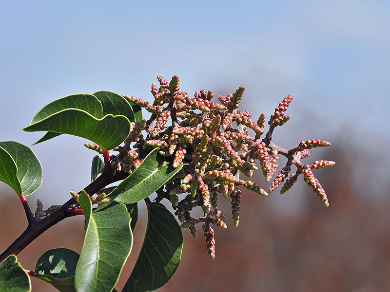 Sugarbush, Rhus ovata