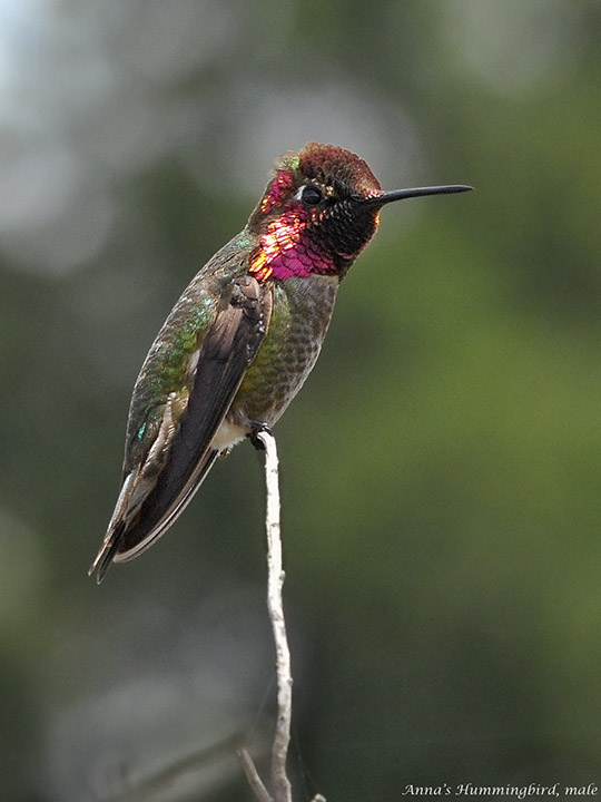 Annas Hummingbird, male