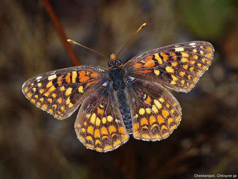 Northern Checkerspot, female (?)