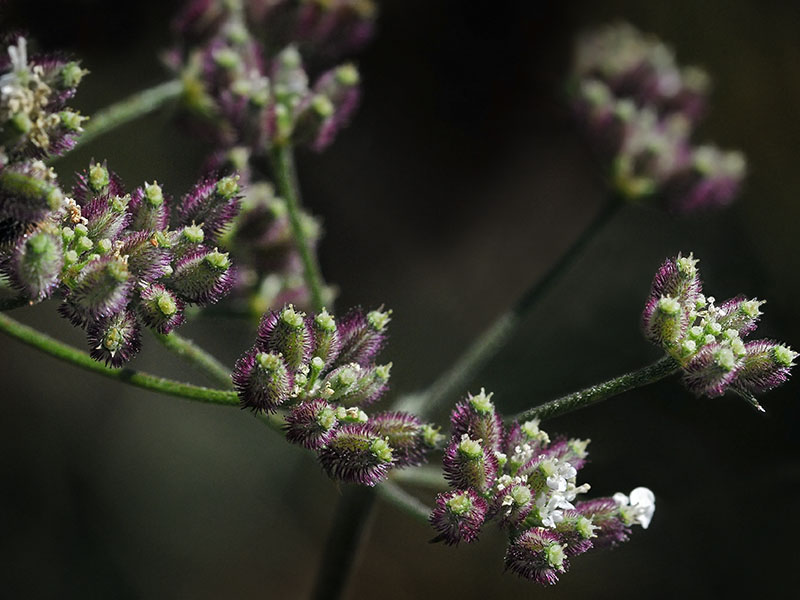 Hedge Parsley, Torilis arvensis