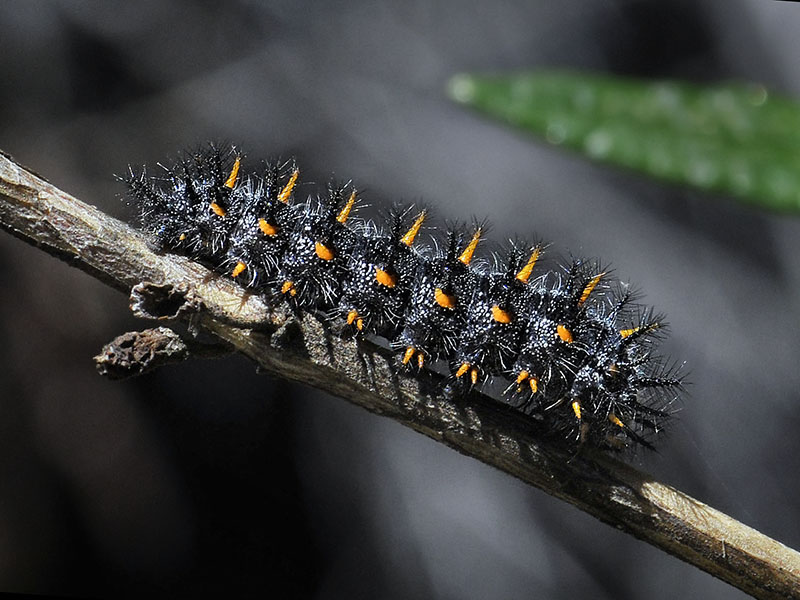 Variable Checkerspot Caterpillar on Monkeyflower