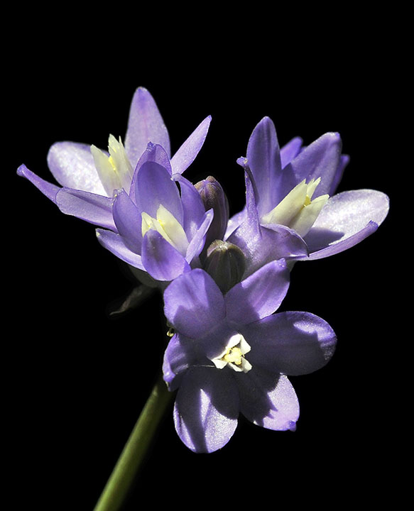 Blue Dicks, Dichelostemma capitatum