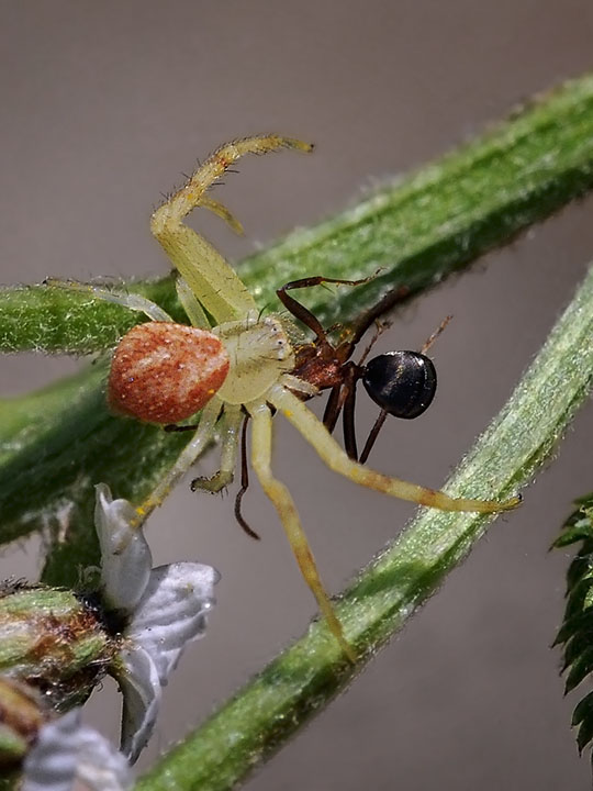 Crab Spider preys on ant