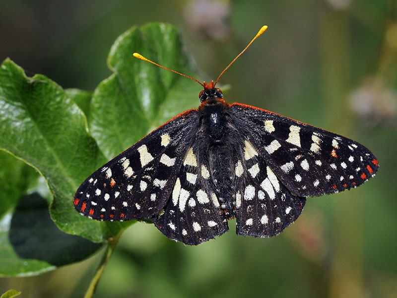 Variable Checkerspot