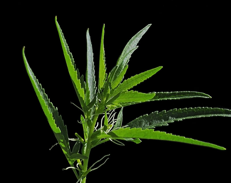 Durango Root