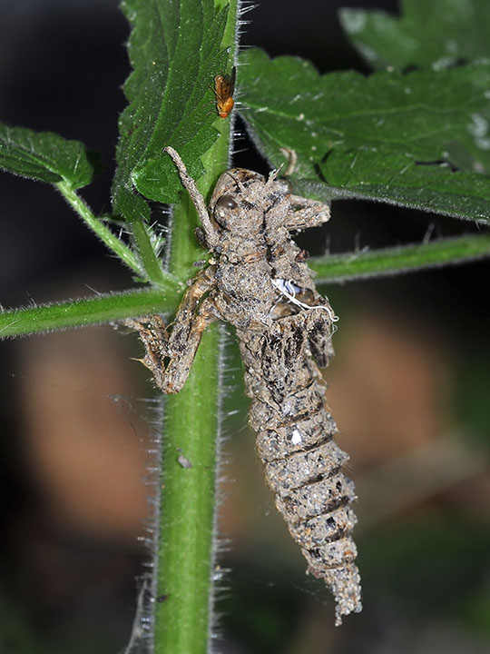 exuvia, Walkers Darner